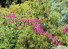 Bougainvillea