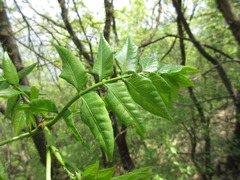 Picrasma quassioides