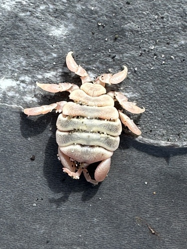 Cyamus scammoni observed 2026-06-29