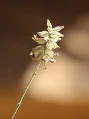 Dyerophytum africanum image