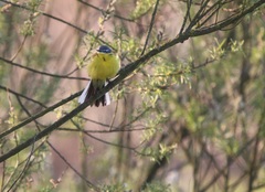 Motacilla flava flava