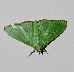 Parotis punctiferalis