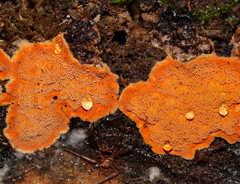 Gloeoporellus merulinus