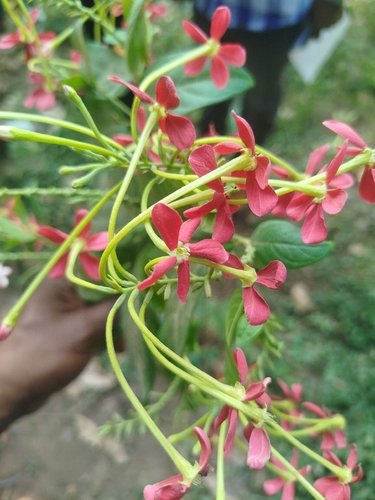 Rangoon Creeper