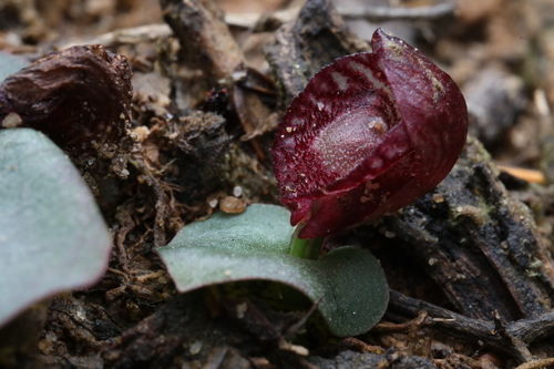 Corybas undulatus, 2026-07-04