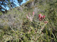 Adenanthos cuneatus