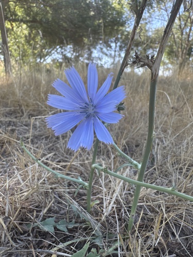 chicory
