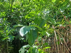 Ficus septica, photograph (c) vrxz, some rights reserved (CC BY-SA)