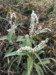 Persicaria attenuata