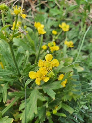 Ranunculus japonicus, photograph 2