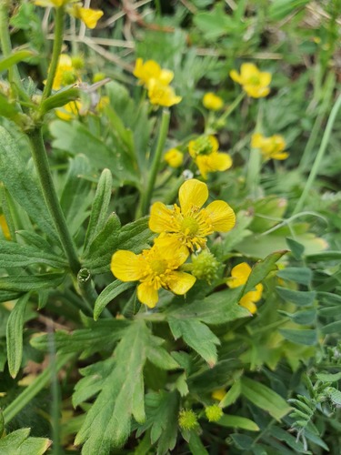 Ranunculus japonicus, photograph 1