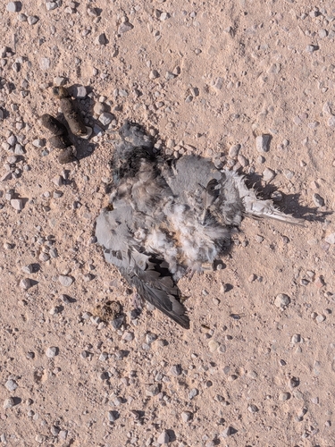 Feral Pigeon
