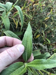 Persicaria attenuata