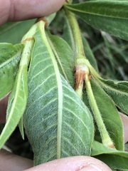 Persicaria attenuata