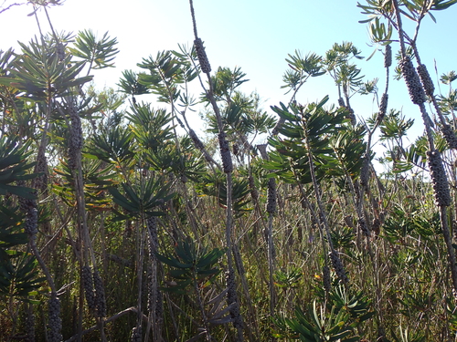 Melaleuca glauca, photograph 6