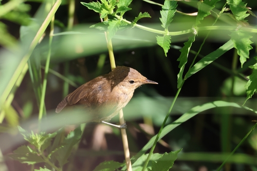 Common Reed Warbler