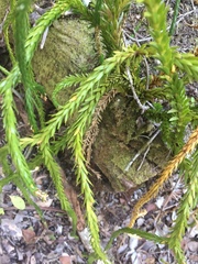 Phlegmariurus gnidioides