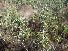 (c) Em Lamond, some rights reserved (CC BY) Melaleuca glauca, photograph (c) Em Lamond, some rights reserved (CC BY)