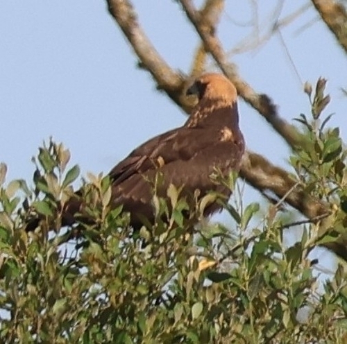 Western Marsh Harrier
