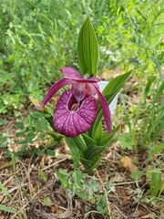 Cypripedium macranthos, photograph (c) Urgamal Magsar, some rights reserved (CC BY)