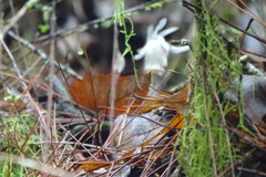 Monotropastrum humile glaberrimum