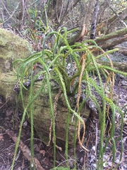 Phlegmariurus gnidioides