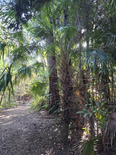 Livistona benthamii, photograph 5