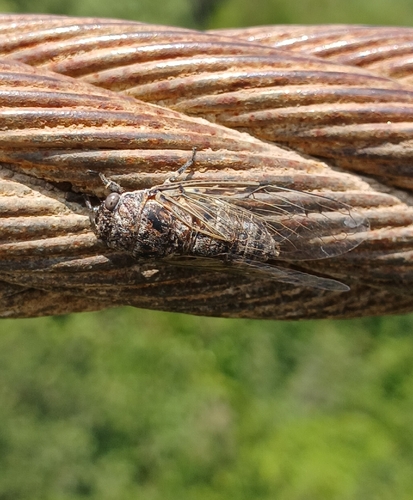 Cicadatra longipennis