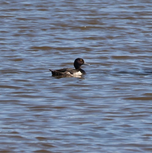 Tufted Duck