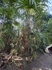 Livistona benthamii, photograph (c) Karl Tattersall, some rights reserved (CC BY-SA)