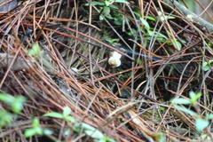 Monotropastrum humile glaberrimum