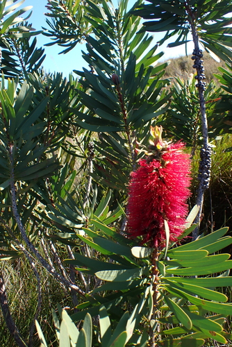 Melaleuca glauca, photograph 4