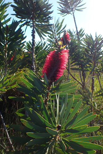 Melaleuca glauca, photograph 3