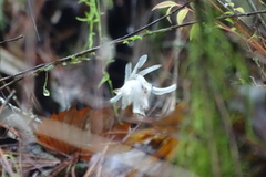 Monotropastrum humile glaberrimum