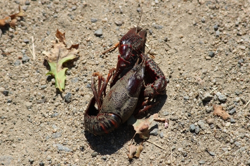 Red Swamp Crayfish