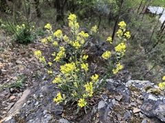 Erysimum crepidifolium