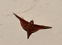 Endotricha olivacealis