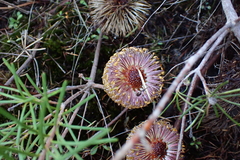 (c) Em Lamond, some rights reserved (CC BY) Banksia telmatiaea, photograph (c) Em Lamond, some rights reserved (CC BY)