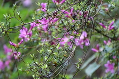 Rhododendron noriakianum