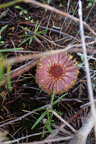 Banksia telmatiaea, photograph 5