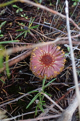 (c) Em Lamond, some rights reserved (CC BY) Banksia telmatiaea, photograph (c) Em Lamond, some rights reserved (CC BY)
