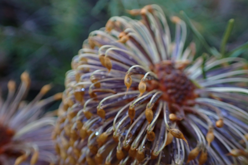 Banksia telmatiaea; photograph (c) Em Lamond, some rights reserved (CC BY)
