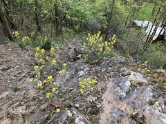 Erysimum crepidifolium
