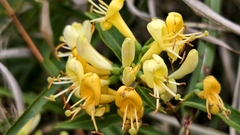 Lonicera acuminata, photograph (c) 葉淑蓮, some rights reserved (CC BY)