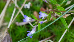 Collinsia parviflora, photograph (c) Daughter Dad, some rights reserved (CC BY)
