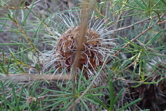 Banksia telmatiaea, photograph (c) Em Lamond, some rights reserved (CC BY)