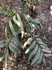 Acrostichum speciosum