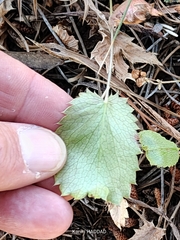 Eryngium tricuspidatum