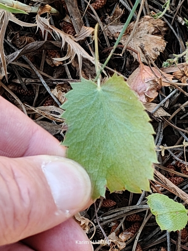Eryngium tricuspidatum, photograph 2