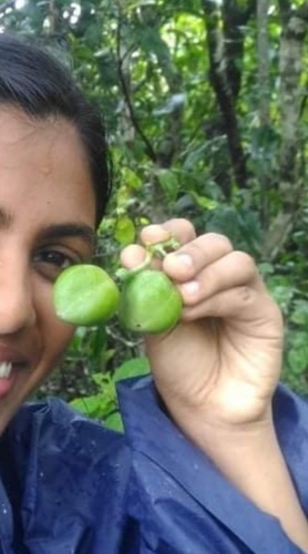Adenia hondala